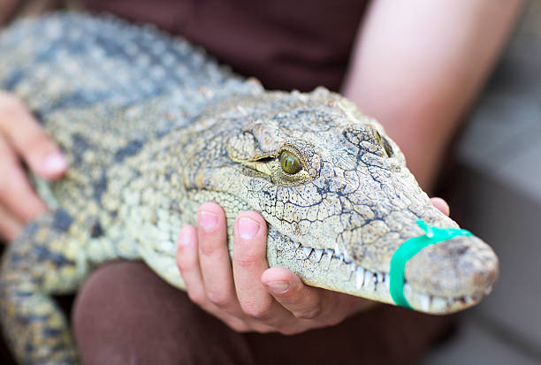istock man holds a crocodile. A man holds a crocodile. 486627484