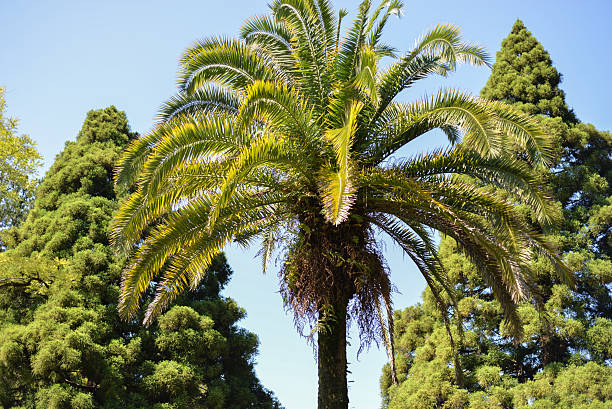 istock top of the palm 486627618