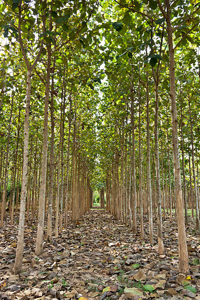 istock young teak trees in an agricultural forest 486627622