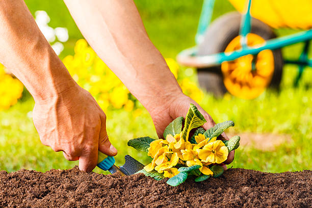 istock man hands planting a yellow flowers plant 486627688