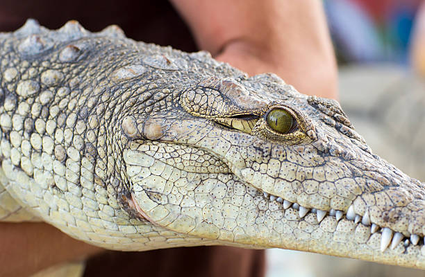 istock man holds a crocodile. A man holds a crocodile. 486628318