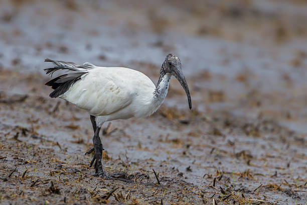 istock Close up of African sacred ibis 486628542