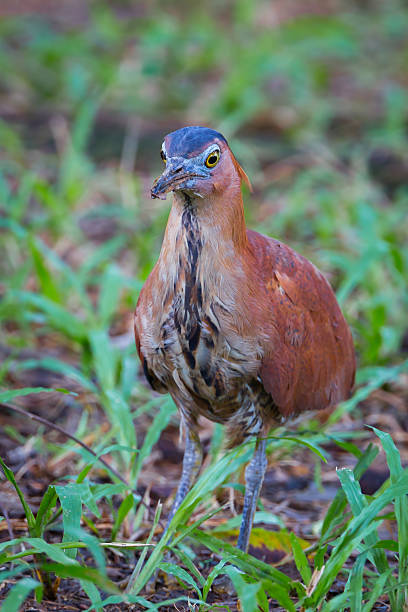 istock Portrait of Malayan Night Heron 486629954