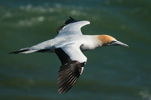 closeup of gannet soaring above ocean