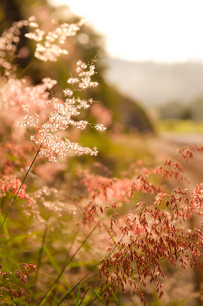 wild flowers along lonely highway stock photo