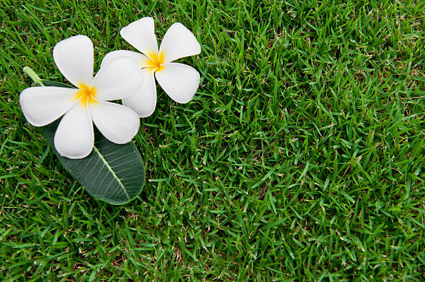 Tropical flowers of Plumeria on green grass background stock photo
