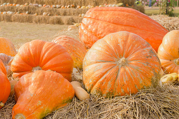 istock Pumpkin harvest season on the farm 486631236