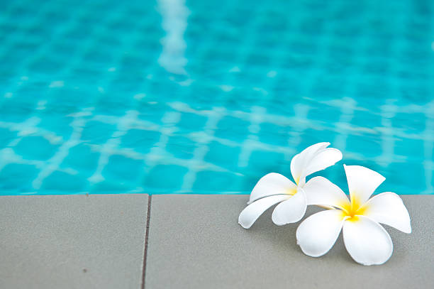 Tropical flower Plumeria alba on swimming pool stock photo