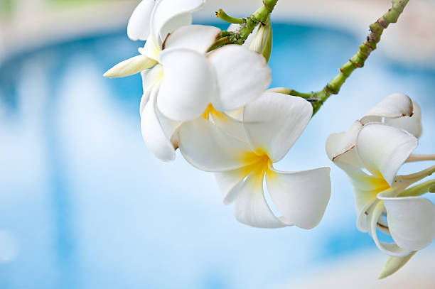 Tropical flower Plumeria alba on swimming pool stock photo