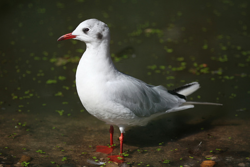 Black-headed gull (Chroicocephalus ridibundus) in winter plumage. Wild life animal.