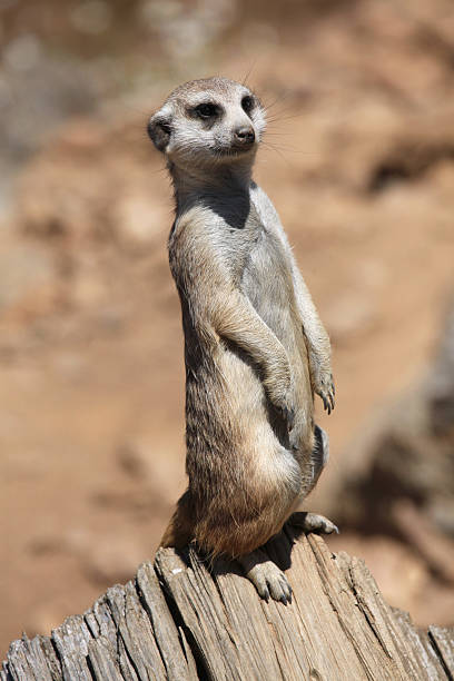 istock Meerkat (Suricata suricatta), also known as the suricate. 486632286