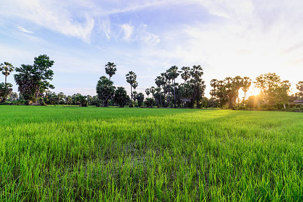istock Rice field with palm tree in morning, Phetchaburi Thailand. 486632928