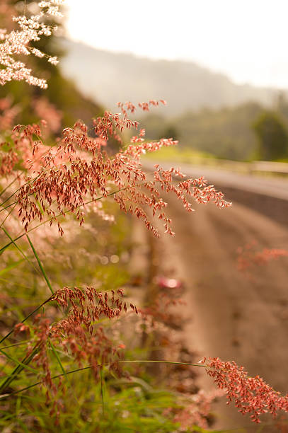 wild flowers along lonely highway stock photo