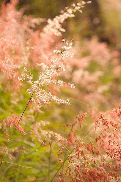 wild flowers along lonely highway stock photo