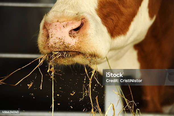 Cows Stock Photo - Download Image Now - 2015, Agriculture, Animal