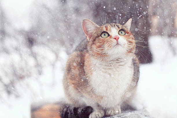istock cute purebred cat 486634114