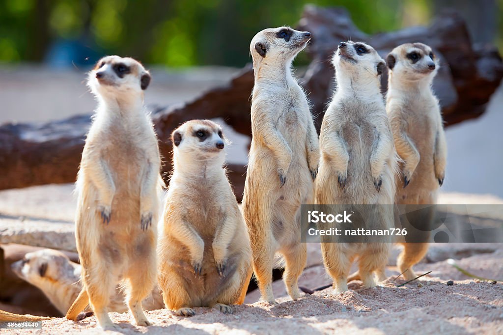 Meerkat. Meerkat Family are sunbathing. Meerkat Stock Photo