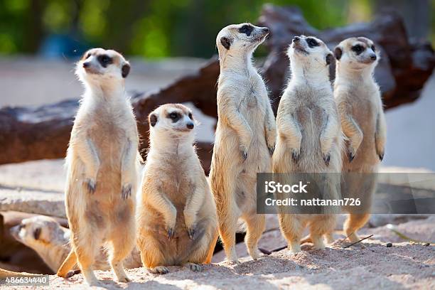 Meerkat Stock Photo - Download Image Now - Meerkat, 2015, Africa