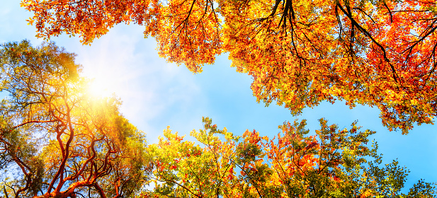 The warm autumn sun shining through golden treetops, with beautiful bright blue sky