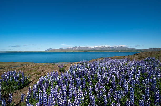 istock Hvalfjordur, Iceland 486635106