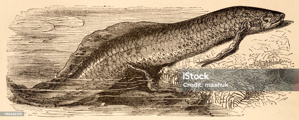 Lungfish 、19 世紀の科学イラストレーション - イラスト素材...