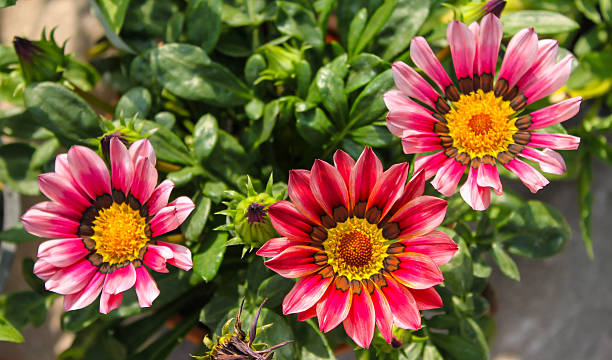 istock Close up colorful flower 486636228