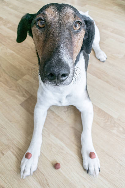 istock Cute dog at home having obedience training using treat 486636326