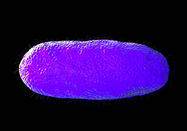 salmonelle typhimurium bactérie - serotype photos et images de collection