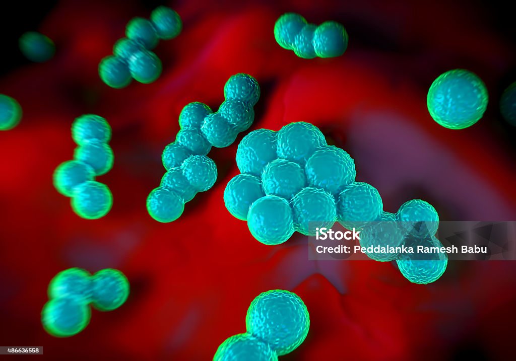 Staph Bug Superbug Bacteria Or Staphylococcus Aureus Bacteria Stock Photo ...
