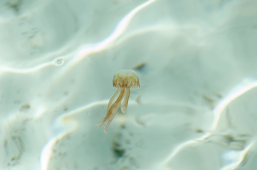 jellyfish, pelagia noctiluca, transparent underwater creature in the Mediterranean, Menorca, Spain.