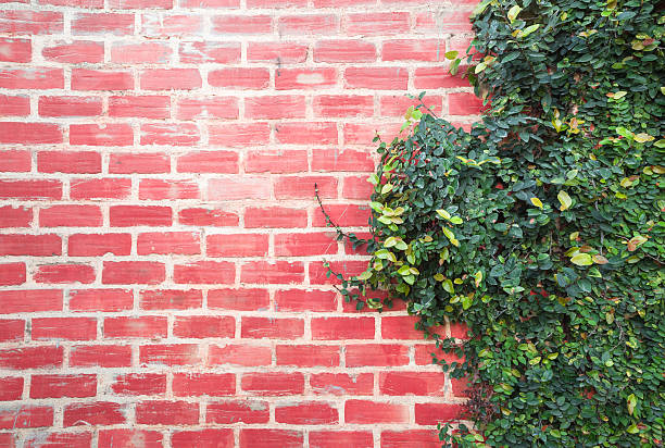 sfondo muro di mattoni con rampicante i rami. - ivy brick wall vine foto e immagini stock