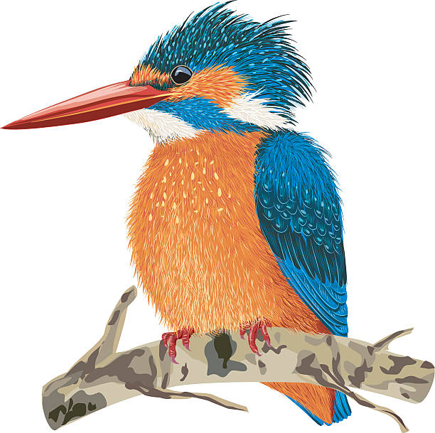 ilustrações, clipart, desenhos animados e ícones de kingfisher - vibrant color birds wild animals animals and pets