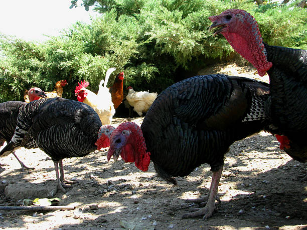 istock Turkeys and Chicken Eating Food 486637920