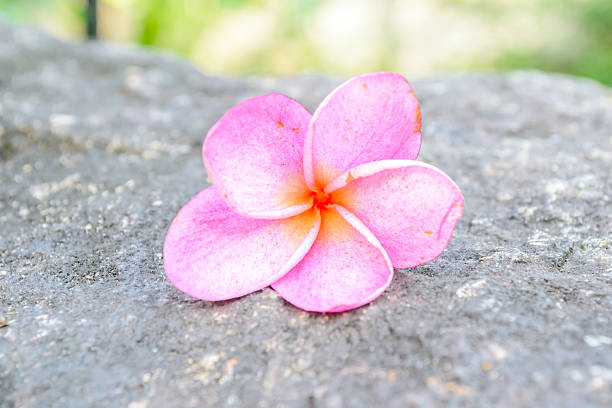 istock Plumeria on the rock 486638118