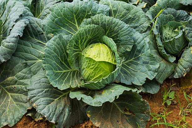 istock Big fresh green cabbage with water drop After the Rain 486638172