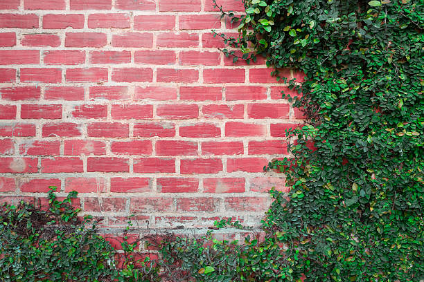 sfondo muro di mattoni con rampicante i rami. - ivy brick wall vine foto e immagini stock