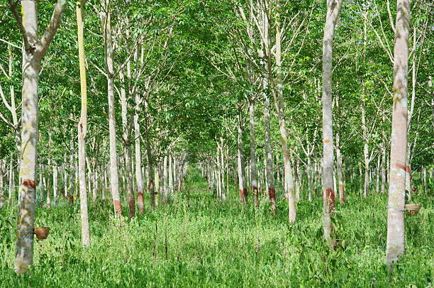 rubber tree field green rubber tree field in Thailand agroforestry stock pictures, royalty-free photos & images