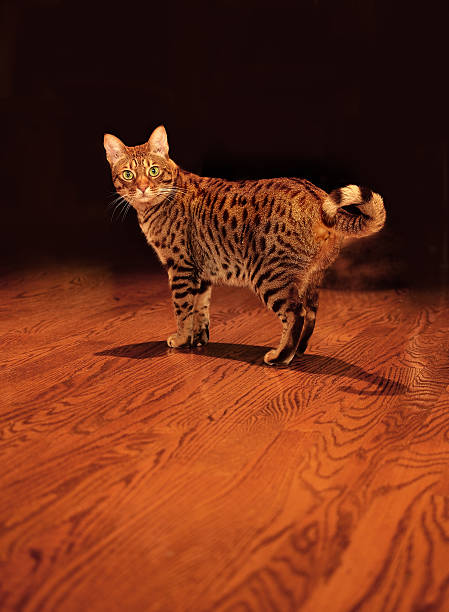 Mature Female Ocicat Strikes a Pose and Stares at Viewer. stock photo