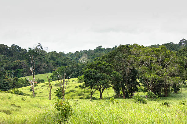 Khao Yai National Park