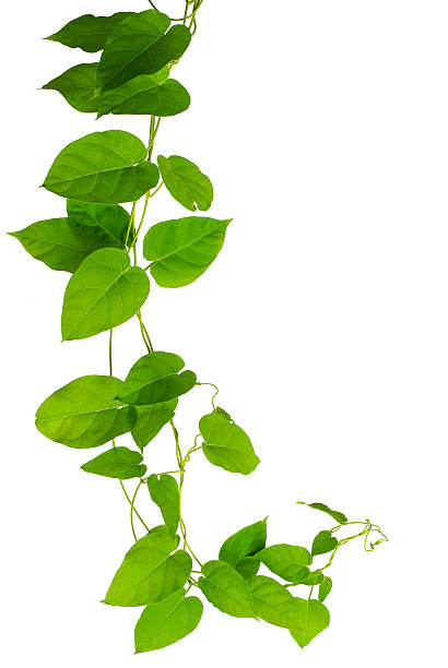 istock Heart-shaped green leaf vines isolated on white background 486640054