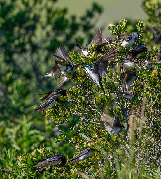 istock Tree Swallows Cover a Bush in Feeding Frenzy 486640528