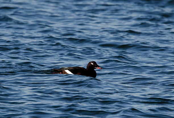istock White-Winged Scoter Propelling in the Ocean 486641186