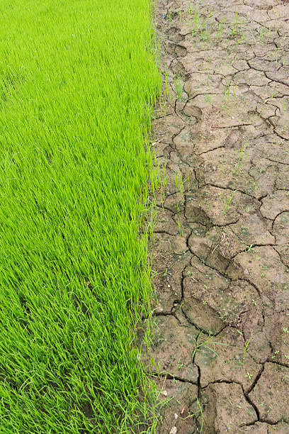istock Young rice sprout in cultivated area, Thailand 486641216