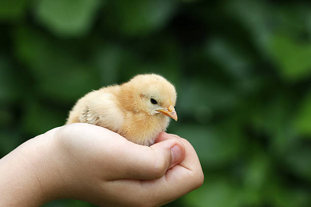 istock cute little yellow chicken in child hand 486641526