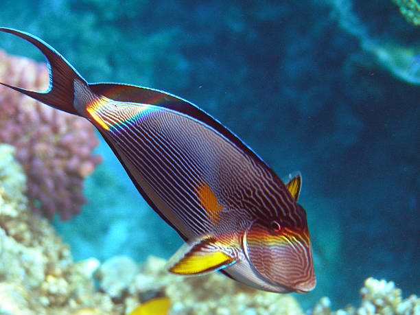 istock Fish the Surgeon - in front and from above 486642484