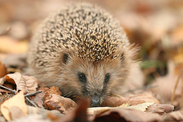 istock hedgehog close-up portrait 486642670