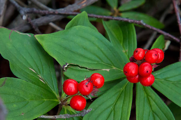 istock Two clusters of red bunchberries 486642768