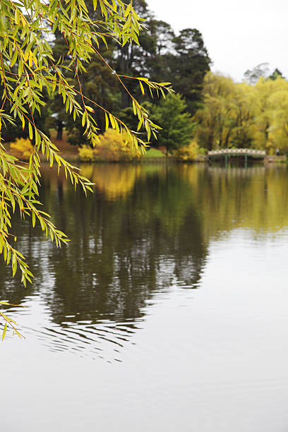Reflections of autumn trees in lake at Daylesford, Australia