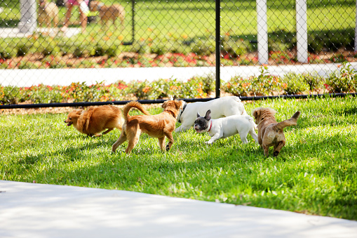 Stock image of dogs in the park