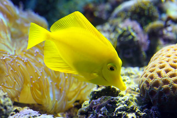 istock Zebrasoma flavescens 486645348